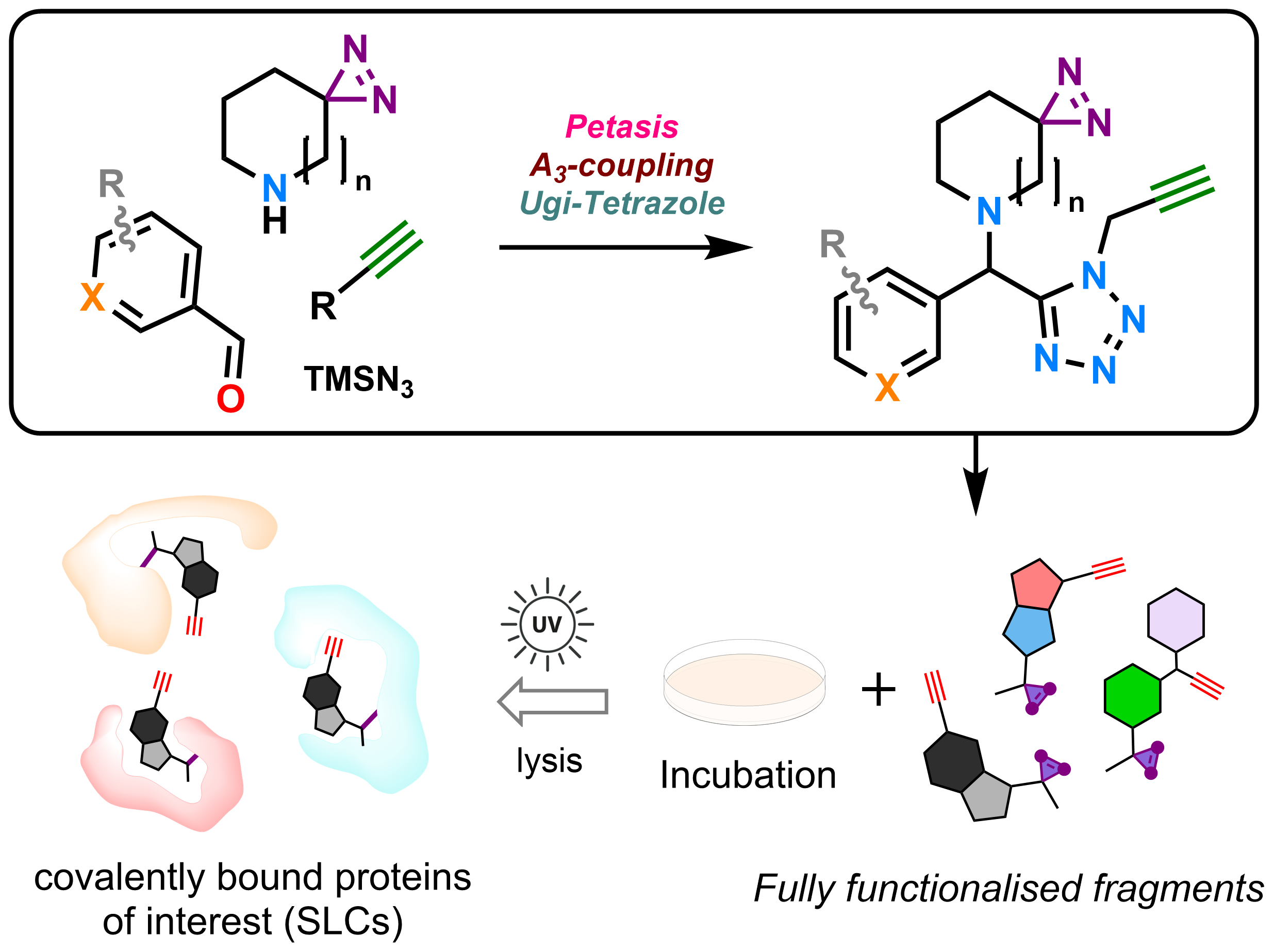 Photoaffinity probes & MCRs graphic